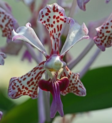 Orchid2009.jpg