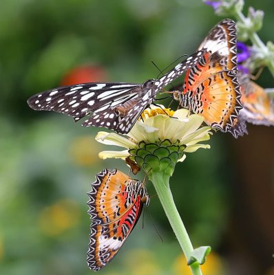 Blue-TigerPainted-Lady.jpg