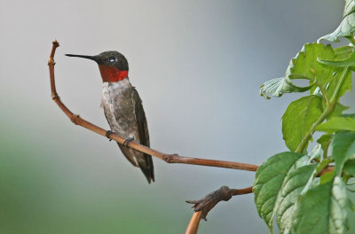 Hummingbird-Ruby-Throated2-.jpg