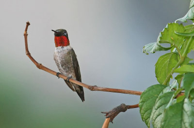 Hummingbird-Ruby-Throated-2.jpg