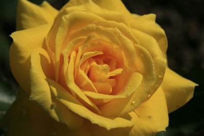 Rose--Sunny-Sprite.jpg