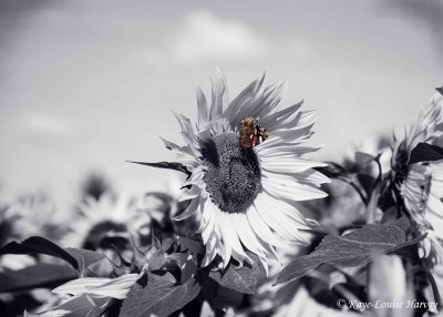 ~*Sunflowers*~