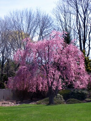 Drive-by Nature Appreciation