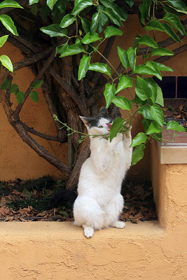 Carly explores her patio...