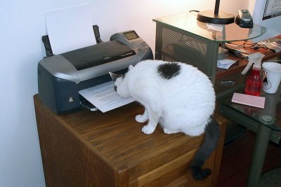 How do you explain a printer to a cat???