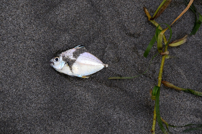 DSC_4760.jpg