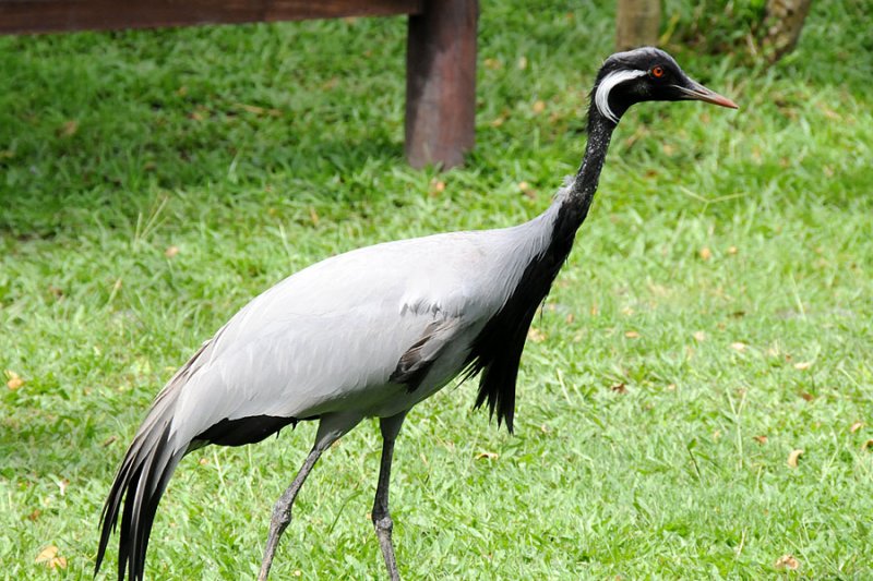 DSC_3239.jpg
