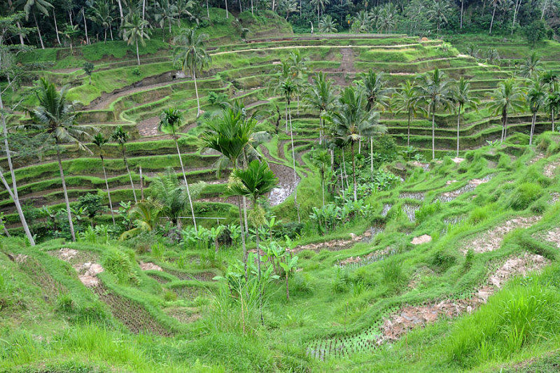 rice terrace