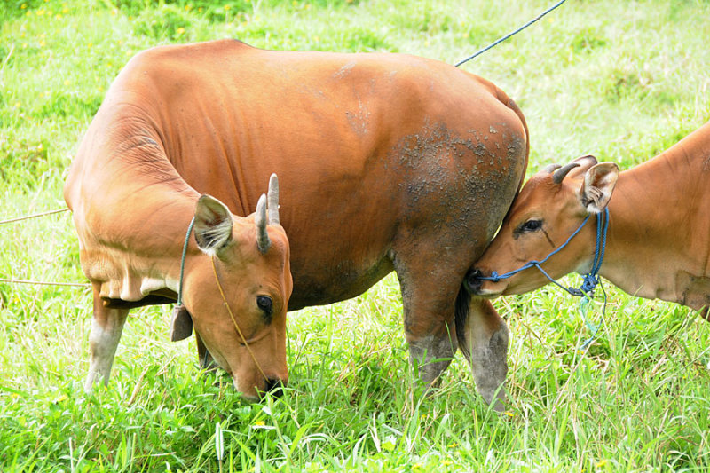 cows