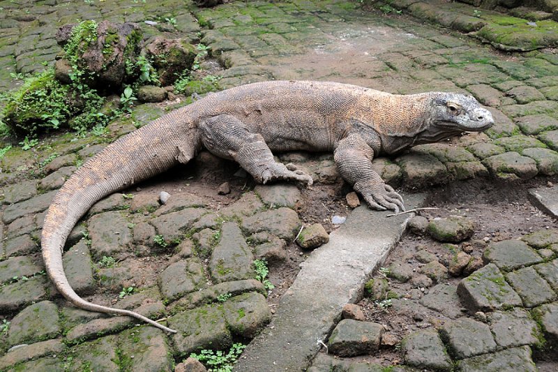 Komodo Dragaon
