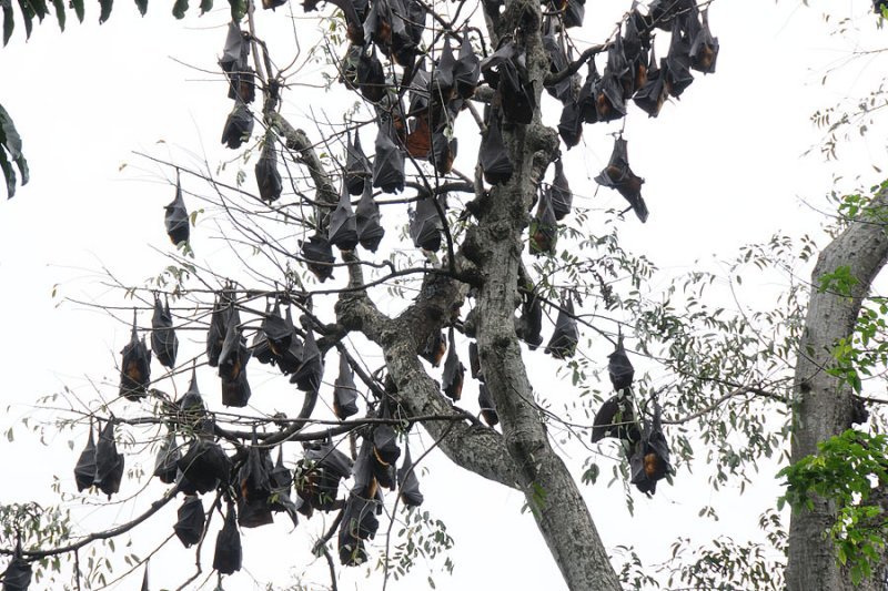 big bats