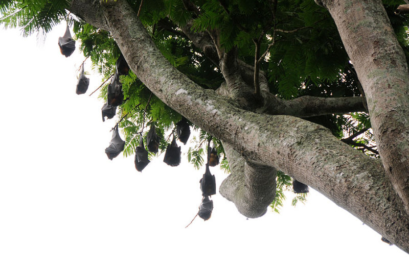 big bats
