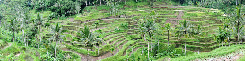 Bali - Rice Terrace