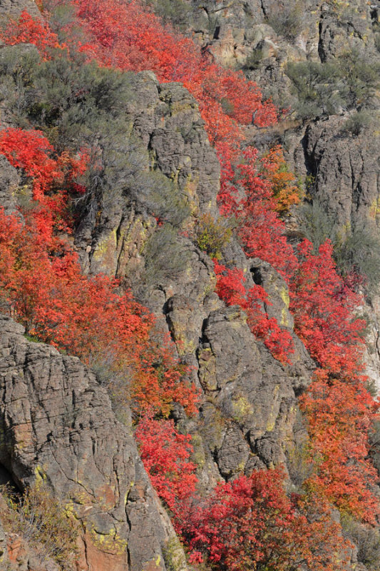 Roadside Foliage