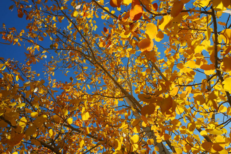 Fall Foliage