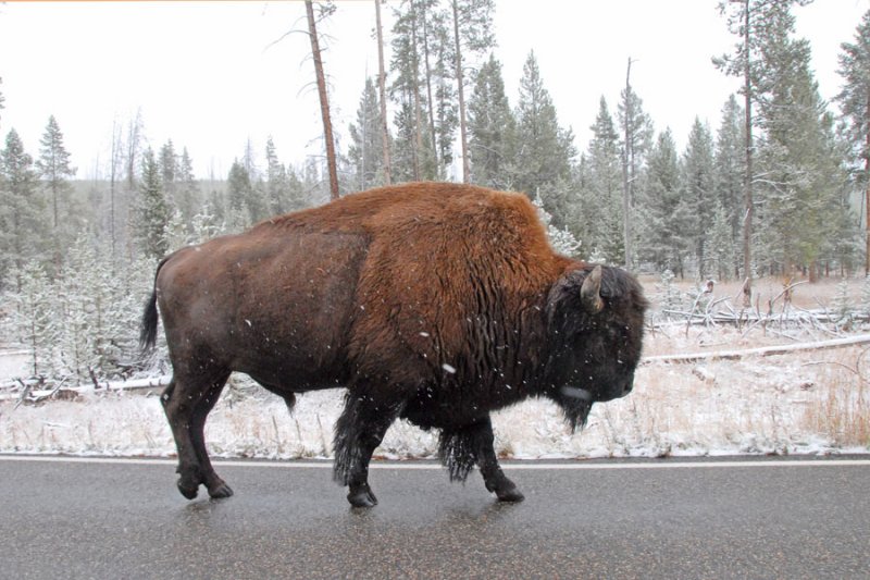 Bison