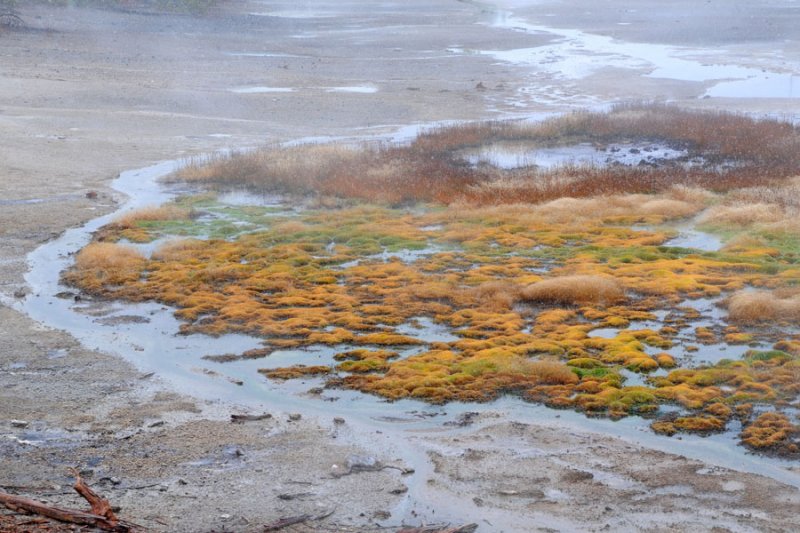 Norris Geyser Basin
