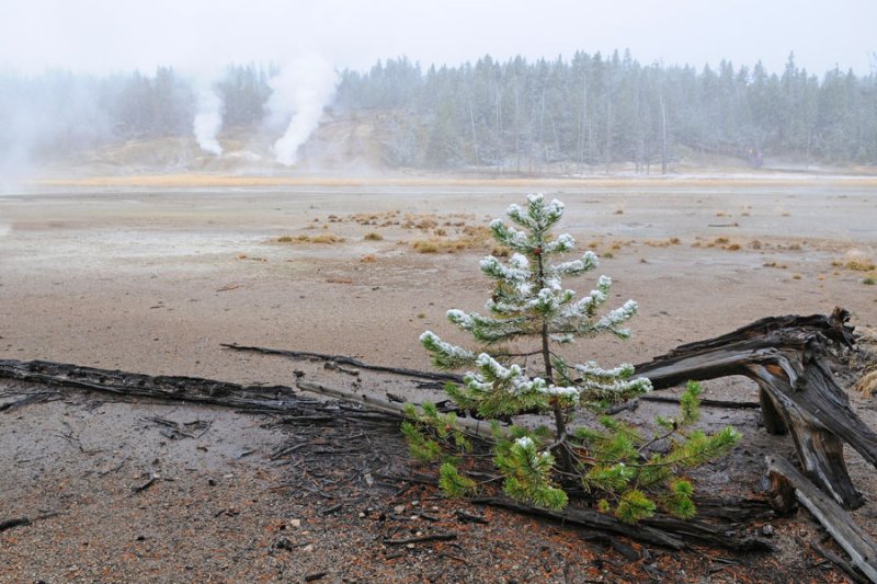 Norris Geyser Basin