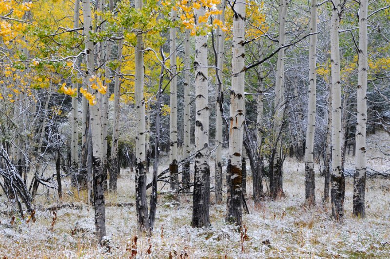 Aspen Trees