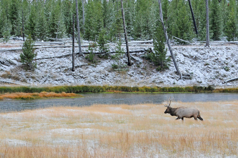 Elk