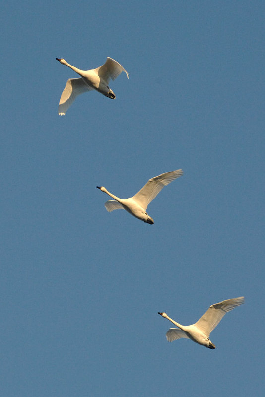 DSC_6393.jpg