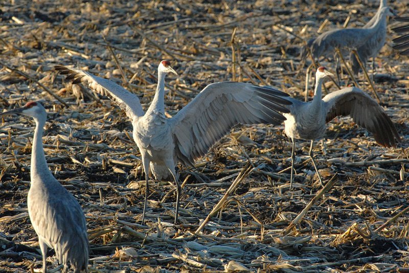 DSC_6595.jpg