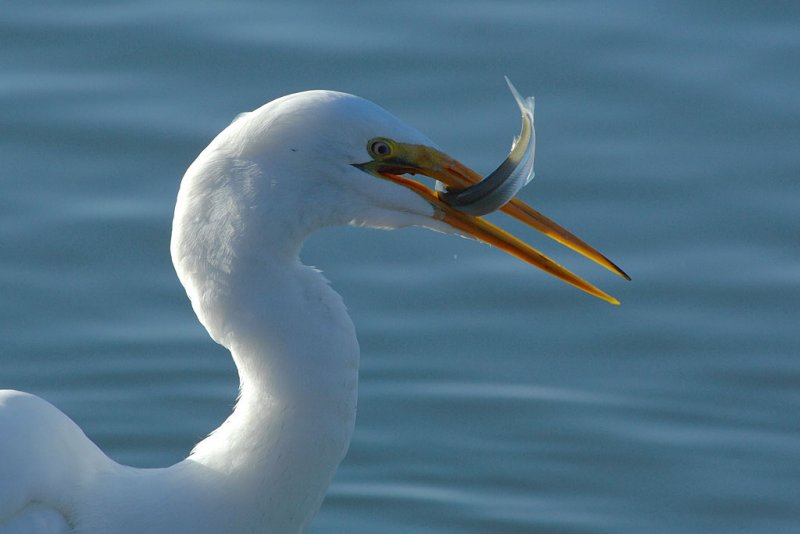 DSC_5668.jpg