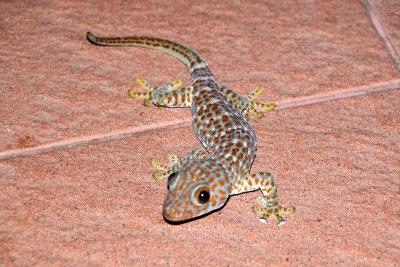 Gecko