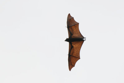 DSC_2075.jpg