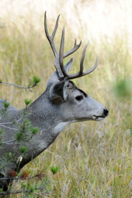 Mule Deer