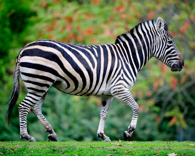 Woodland Park Zoo