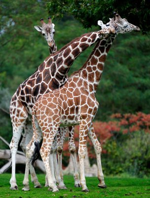Girafe_4837_72.jpg