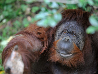Orangutan_4965_72.jpg