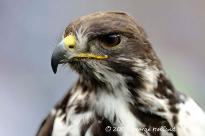 Broncos_Seahawks_72_002.jpg