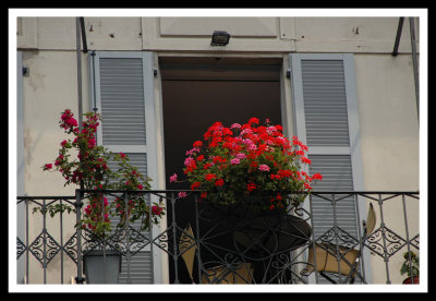 Balcony Flowers