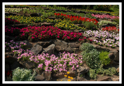 Carlotta Garden Flowers