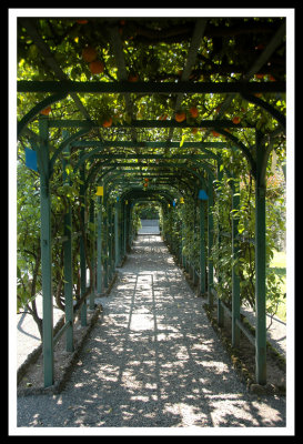 Carlotta Orange Tree Trellises