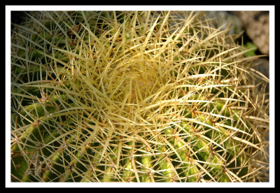 Spiral on Cactus