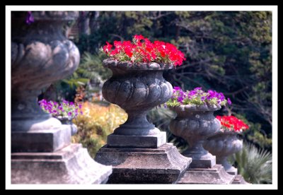 Fancy Planters