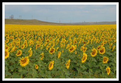 Barren Lands and Golden Fields