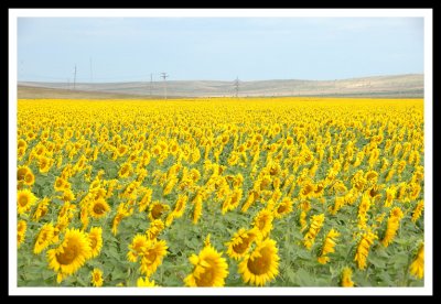 Fields of Gold