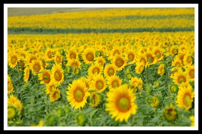 Sea of Sunflowers