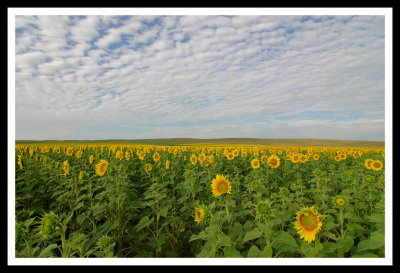 South Dakota Gold Fields