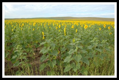 Sunflower Horizon