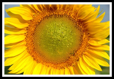 Sunflower Texture