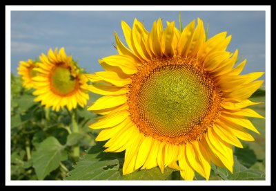 Sunflower Trio