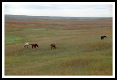Horses on the South Dakota Prairie
