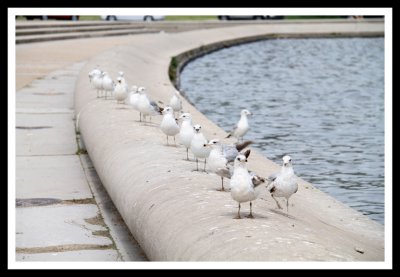 Patriotic Seagulls
