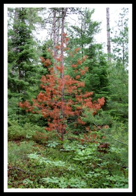 Red Pine in Sea of Green