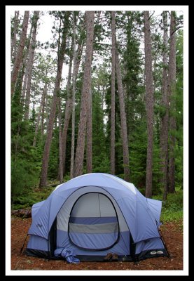 Tent and Tall Trees